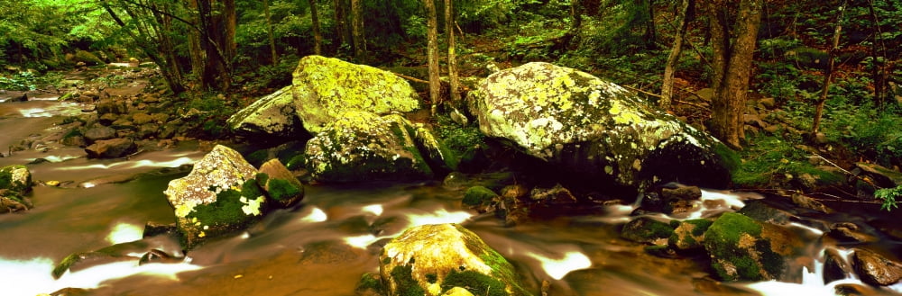 Stream flowing through a forest Cosby Creek Cosby Great Smoky Mountains National Park Tennessee USA Canvas Art - Panoramic Images (12 x 36)