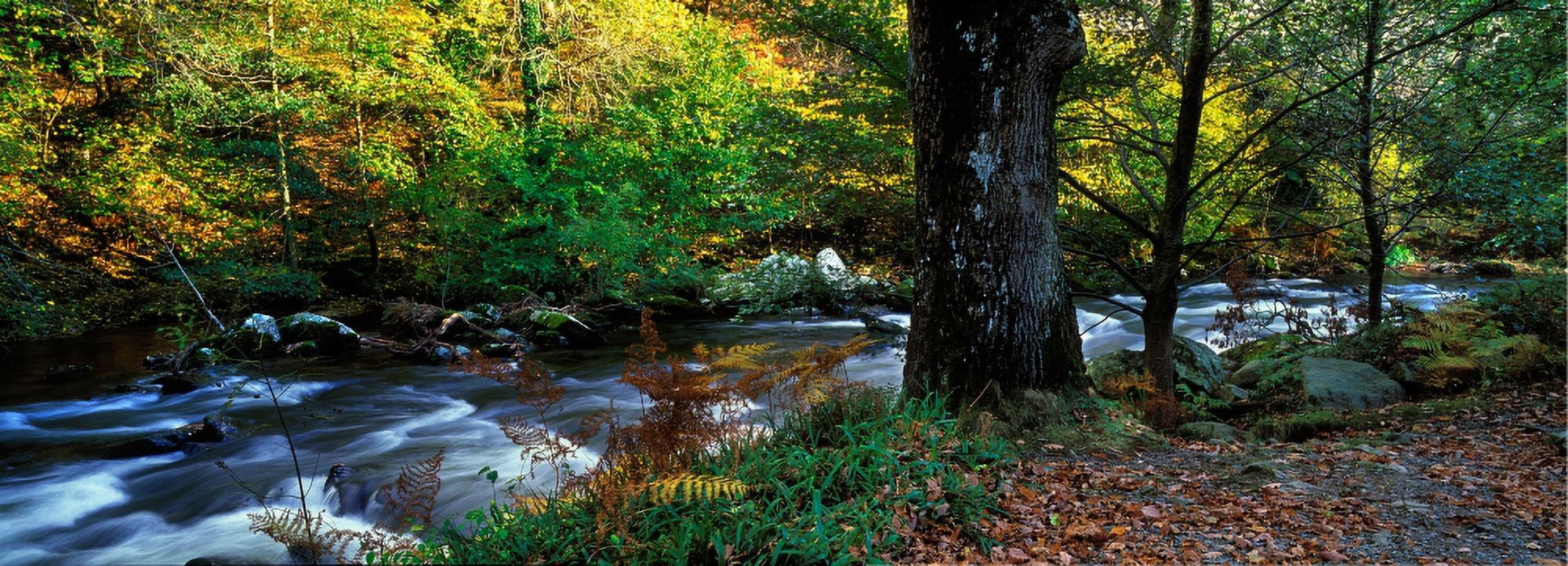 Stream flowing through a forest Watersmeet Exmoor Devon England Canvas Art - Panoramic Images (27 x 9)