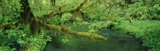 Stream flowing through a rainforest Hoh Rainforest Olympic National Park Washington State USA Canvas Art - Panoramic Images (36 x 12)