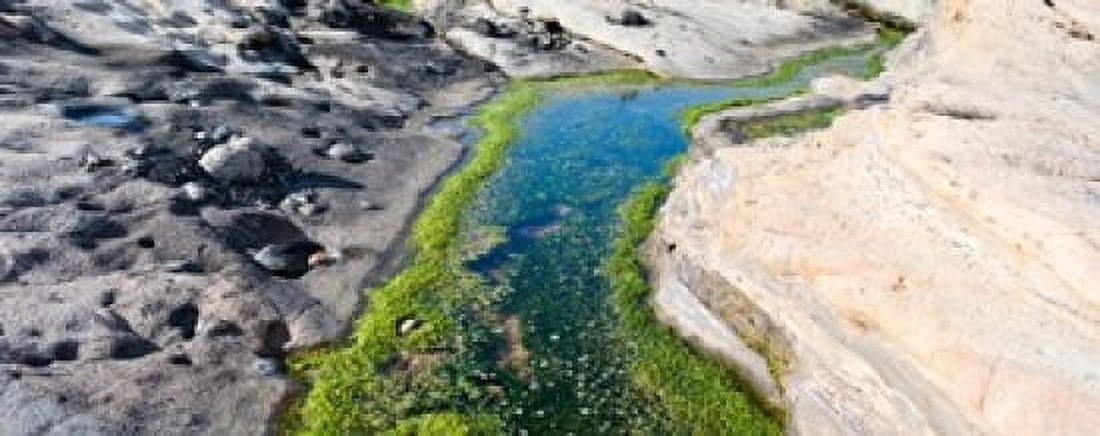 Stream flowing through a rocky landscape Point Lobos State Reserve Carmel Monterey County California USA Canvas Art - Panoramic Images (15 x 6)