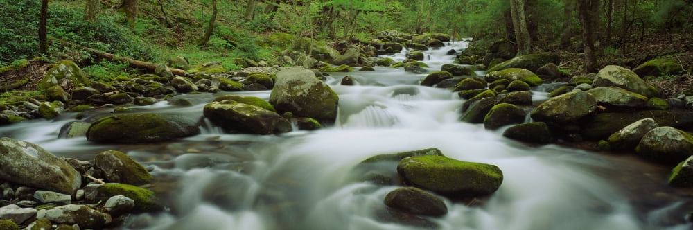 Stream flowing through the forest Great Smoky Mountains National Park Tennessee USA Canvas Art - Panoramic Images (27 x 9)