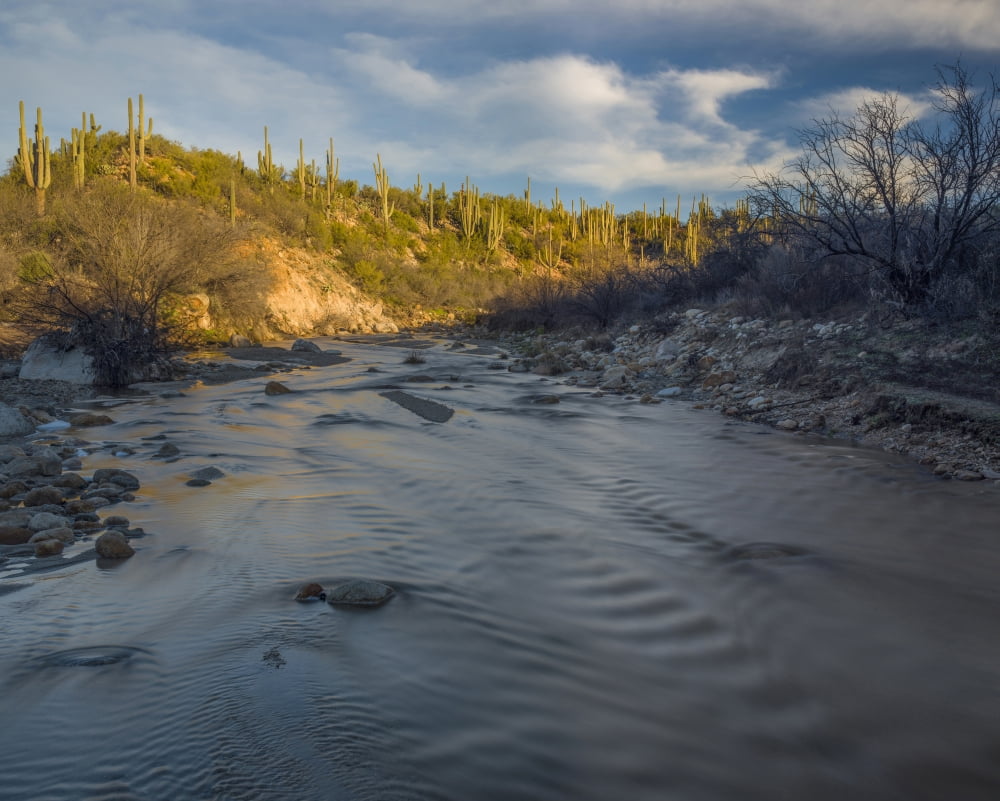 Stream flowing with Saguaro (Carnegiea gigantea) cacti in Sonoran Desert at Catalina State Park Arizona USA Canvas Art - Panoramic Images (22 x 27)