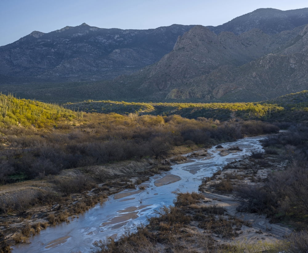 Stream flowing with Saguaro (Carnegiea gigantea) cacti in Sonoran Desert at Catalina State Park Arizona USA Canvas Art - Panoramic Images (27 x 22)