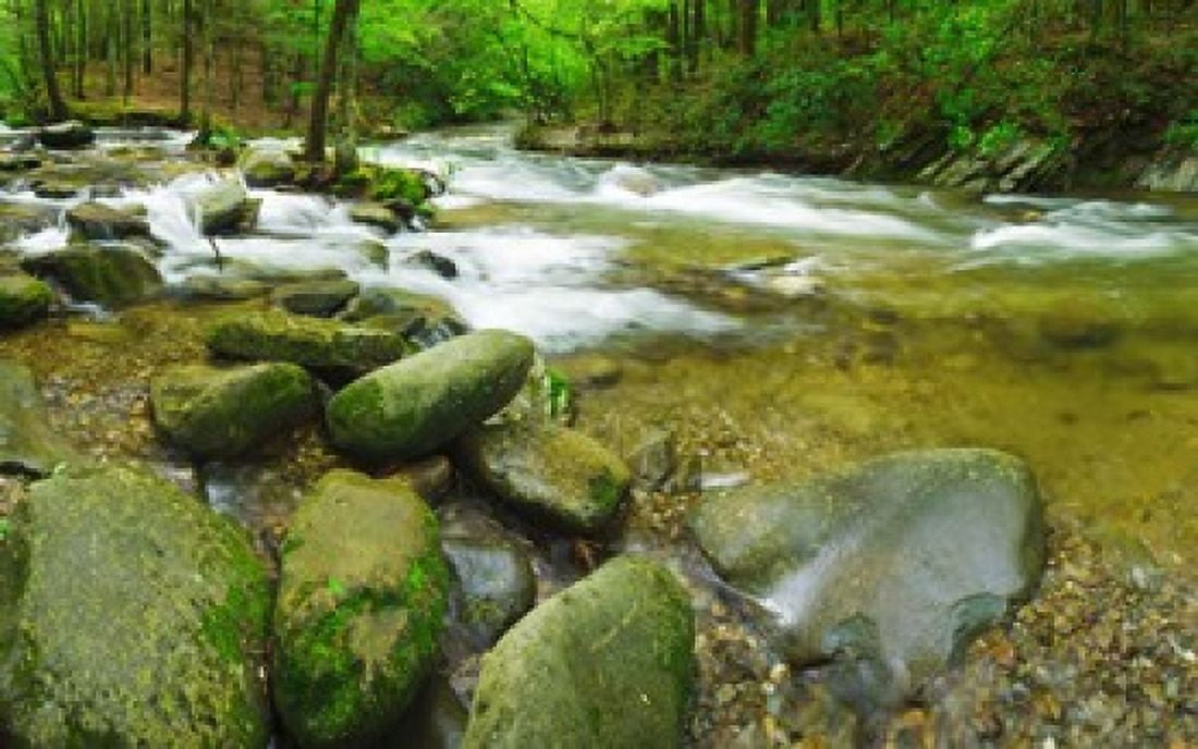 Stream following through a forest Little River Great Smoky Mountains National Park Tennessee USA Canvas Art - Panoramic Images (36 x 23)