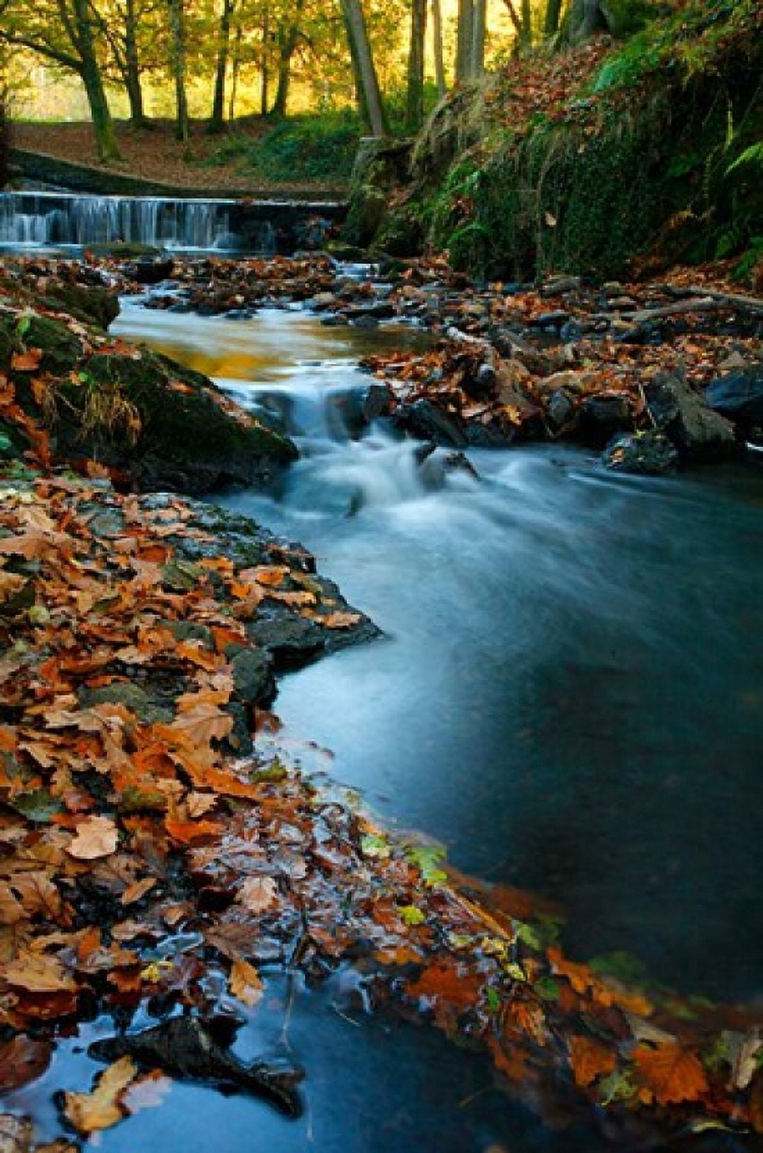Stream with Autumn Leaves Forest of Dean UK Canvas Art - David Slater DanitaDelimont (23 x 34)