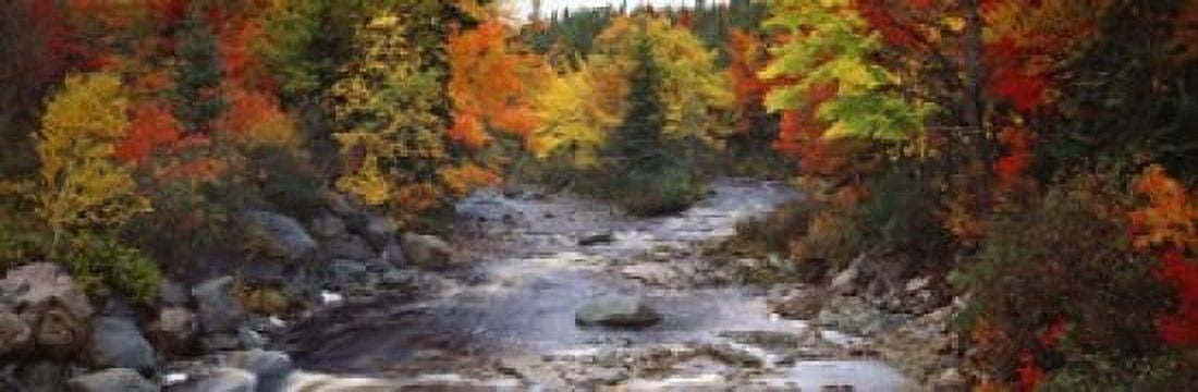 Stream with trees in a forest in autumn Nova Scotia Canada Canvas Art - Panoramic Images (18 x 6)