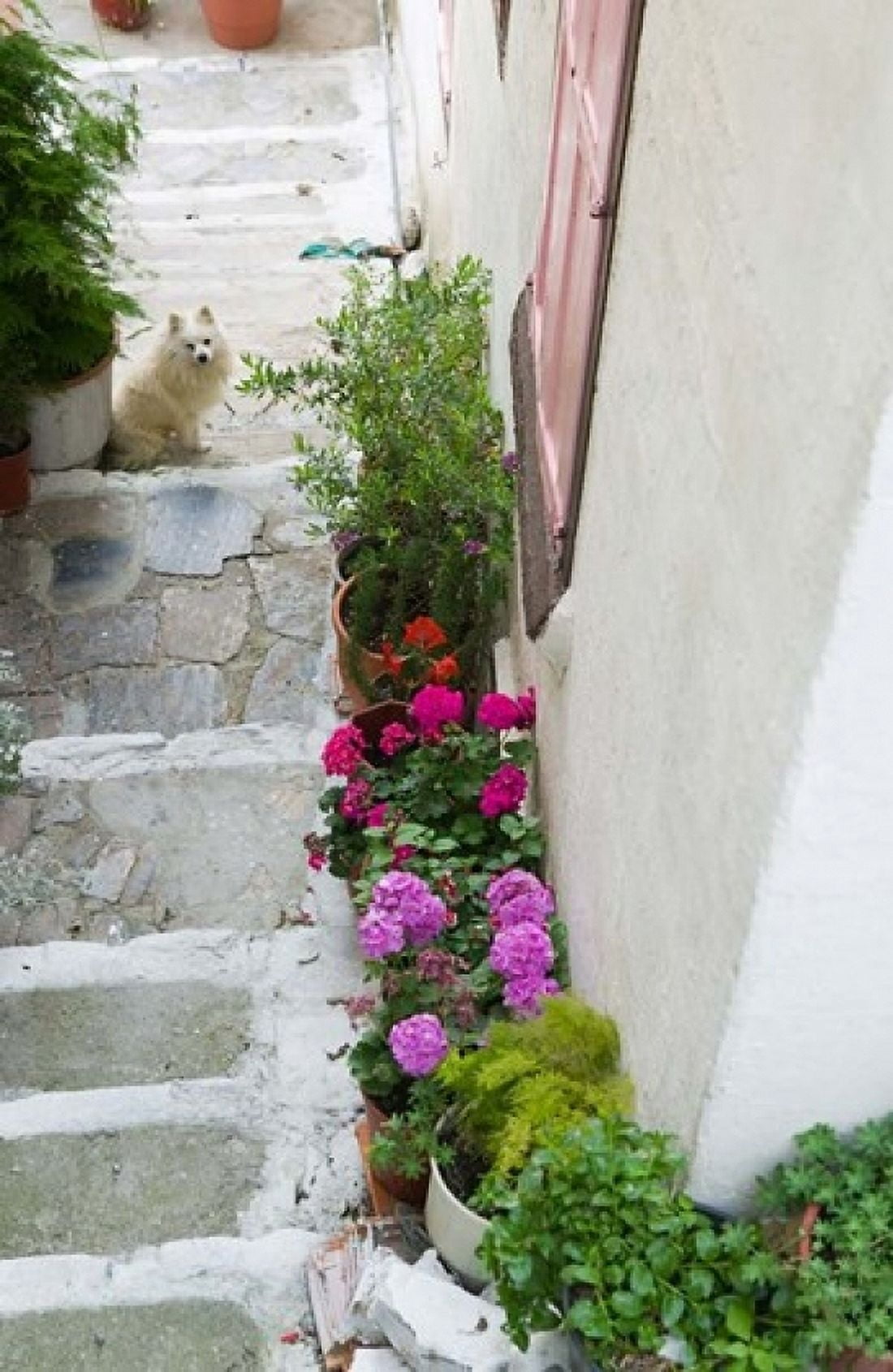 Street Detail Vathy Samos Aegean Islands Greece Canvas Art - Walter Bibikow DanitaDelimont (24 x 36)