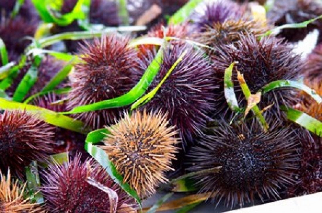 Street Market Stall with Sea Urchins Oursin France Canvas Art - Per Karlsson DanitaDelimont (27 x 18)