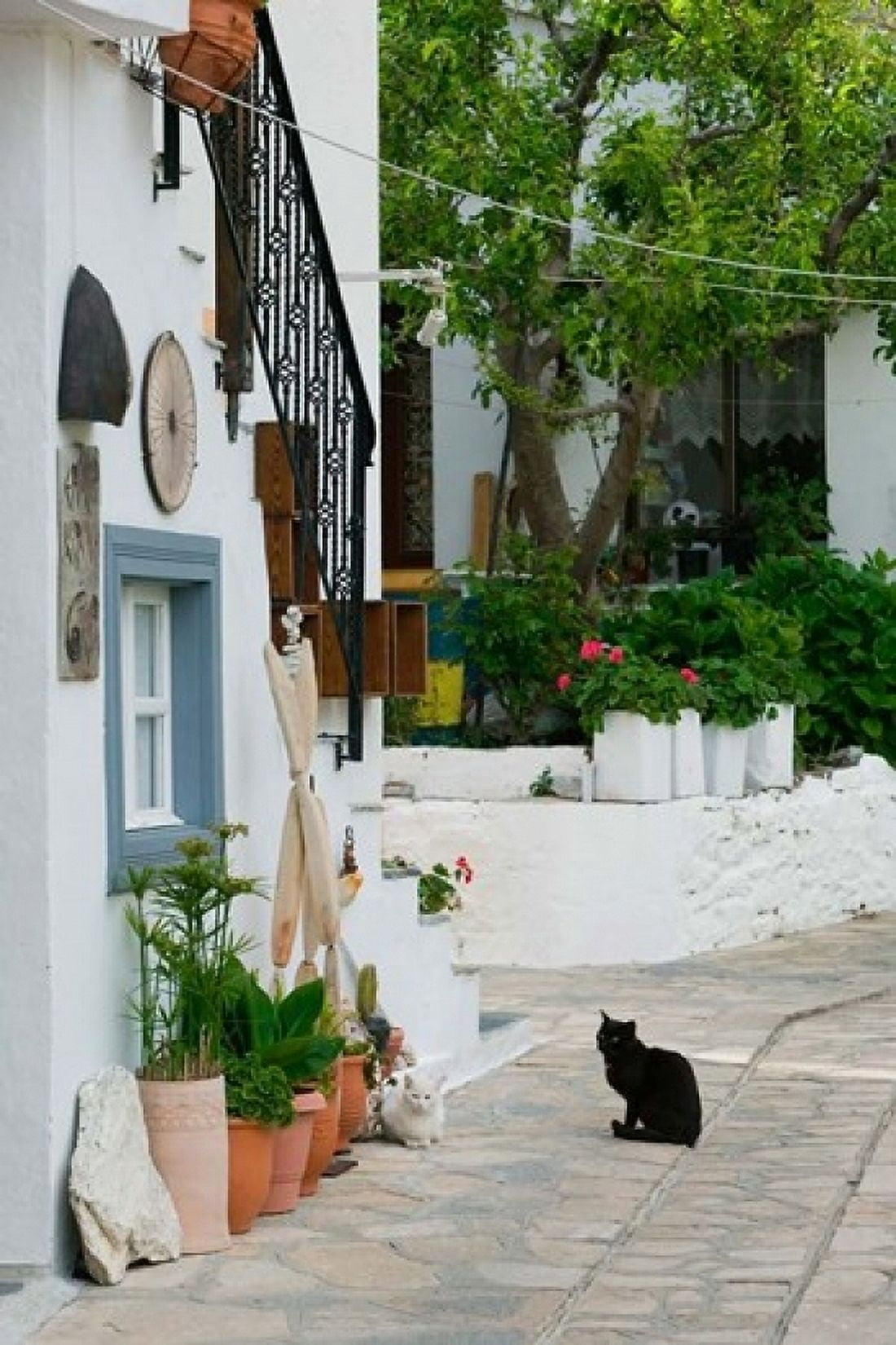 Street View with Black Cat Manolates Samos Aegean Islands Greece Canvas Art - Walter Bibikow DanitaDelimont (24 x 36)