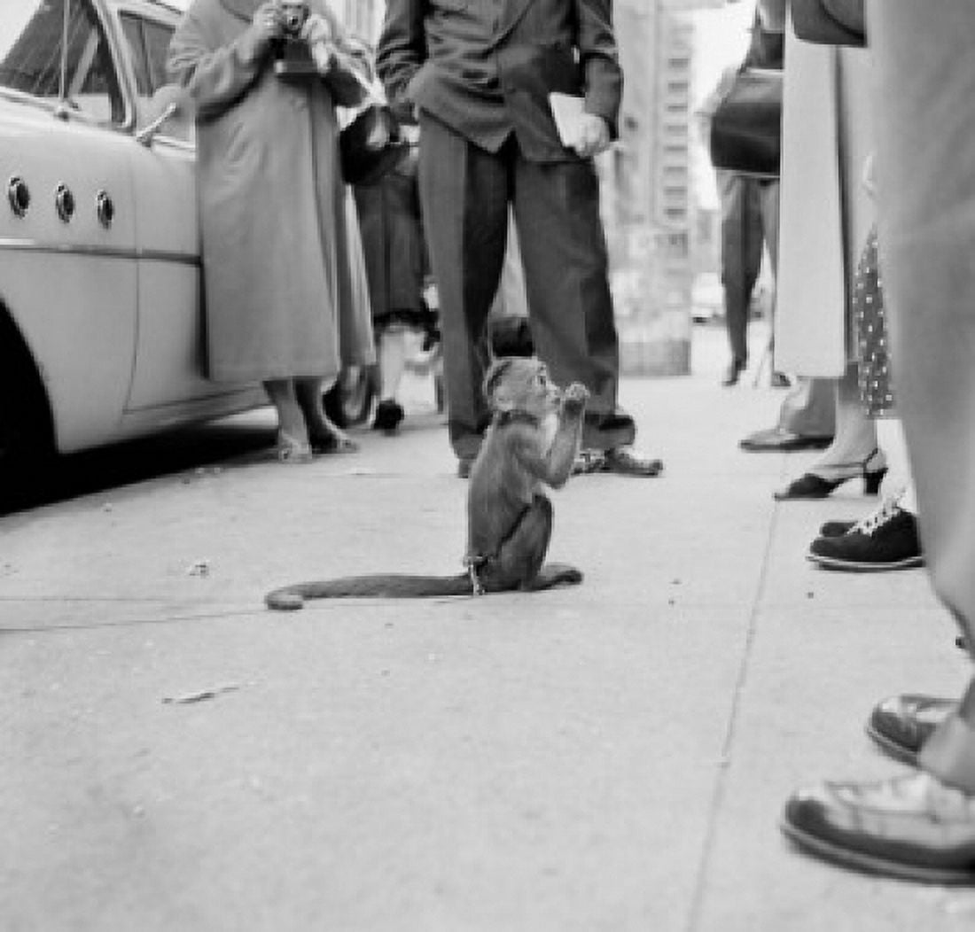 Street performance monkey surrounded by people Canvas Art - (24 x 36)