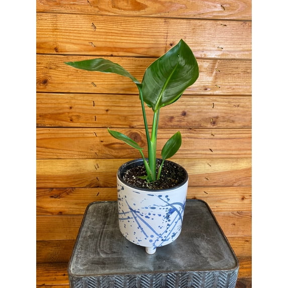 Strelitzia Bird of Paradise Yellow, 6" Plant, The Plant Farm