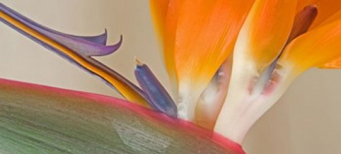 Strelitzia in bloom California USA Canvas Art - Panoramic Images (15 x 7)