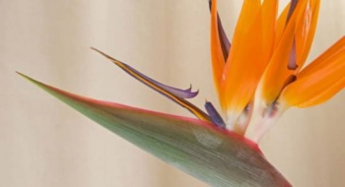 Strelitzia in bloom California USA Canvas Art - Panoramic Images (36 x 20)