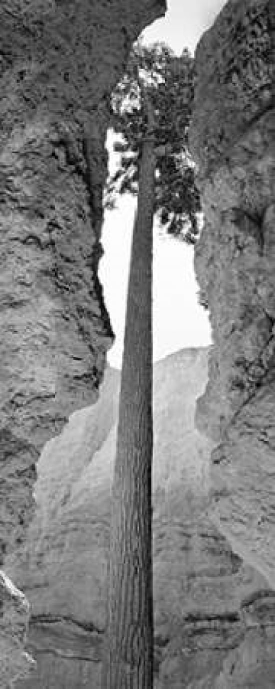 Strength in Beauty Canvas Art - Dennis Frates (24 x 48)