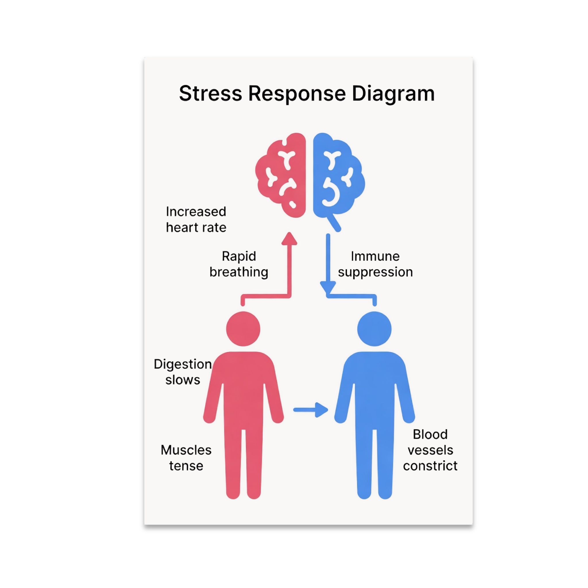 Stress Response Diagram Infographic Psychology Enthusiast 13x19 Stress Response Diagram Infographic Psychology Enthusiast 13x19