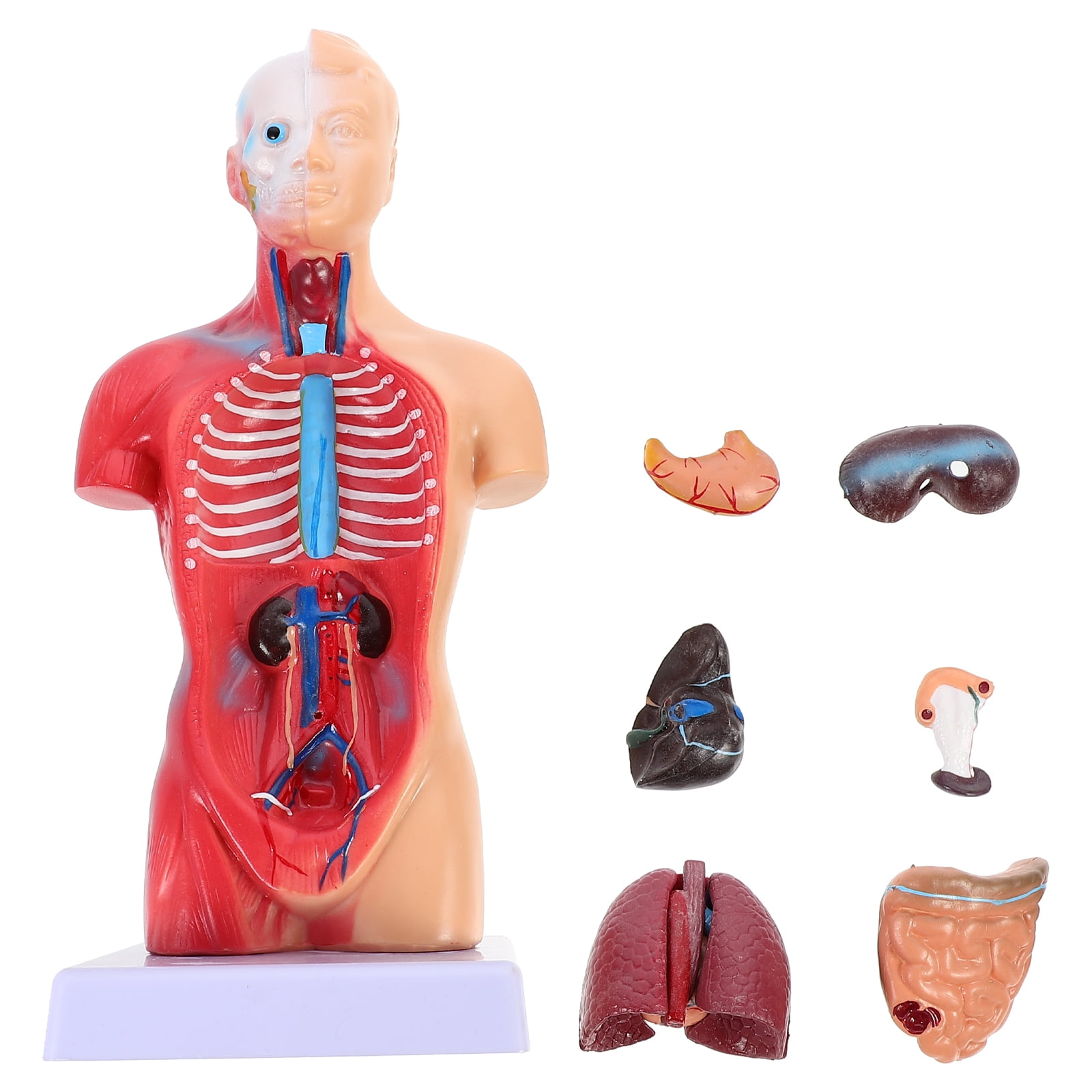Humain Torso Stri Human Torso Body Model Anatomy Anatomical Internal Organs for ...