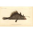 thumbnail image 1 of Striated Frogfish, Antennarius Striatus Poster Print By ® Florilegius Mary Evans (24 X 18), 1 of 3