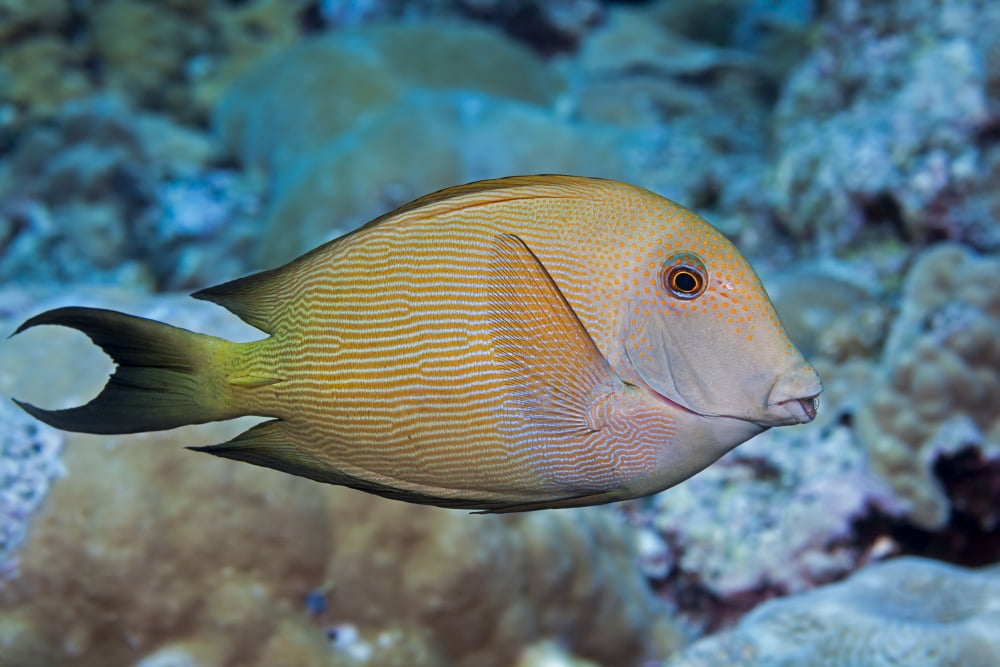 The Striated surgeonfish (Ctenochaetus striatus) also known as a striped bristle tooth Maui Hawaii United States of America Canvas Art - Dave Fleetham Design Pics (38 x 24)