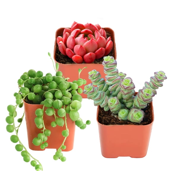 String of Buttons Succulents Live Plants-Sedeveria pink ruby Small Potted succulents plants live And String of Pearls Style Succulent in 2" Pot Start Indoor Houseplants, for I