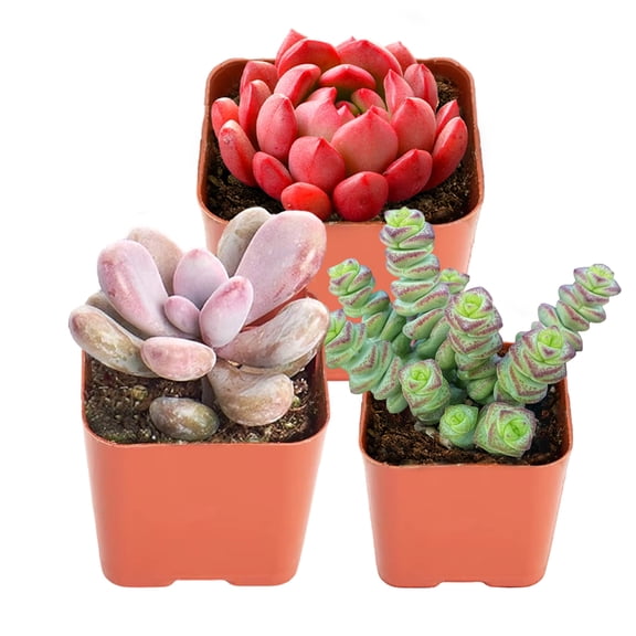 String of Buttons Succulents Live Plants- pink ruby Small Potted succulents plants live & Pink Moonstone Succulent in 2" Pot , Start Indoor Lives Houseplants