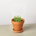 thumbnail image 1 of String of Dolphins - Live Air-Purifying Indoor Plant in Nursery Pot – Easy Care, Low Maintenance Houseplant for Home & Office Decor, Natural Air Cleaner, Best for Beginners (4"Pot, TerraCottaStandard), 1 of 14