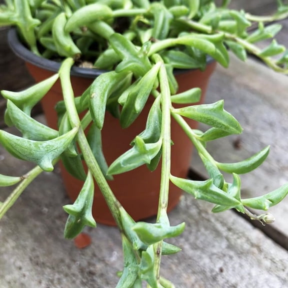String of Dolphins Live Plant in 4 Inch Pot, Trailing String of Dolphins Plants Succulent in Pot, Succulents Plants Live Houseplant for Hanging Basket, Home Dcor, Easy Care