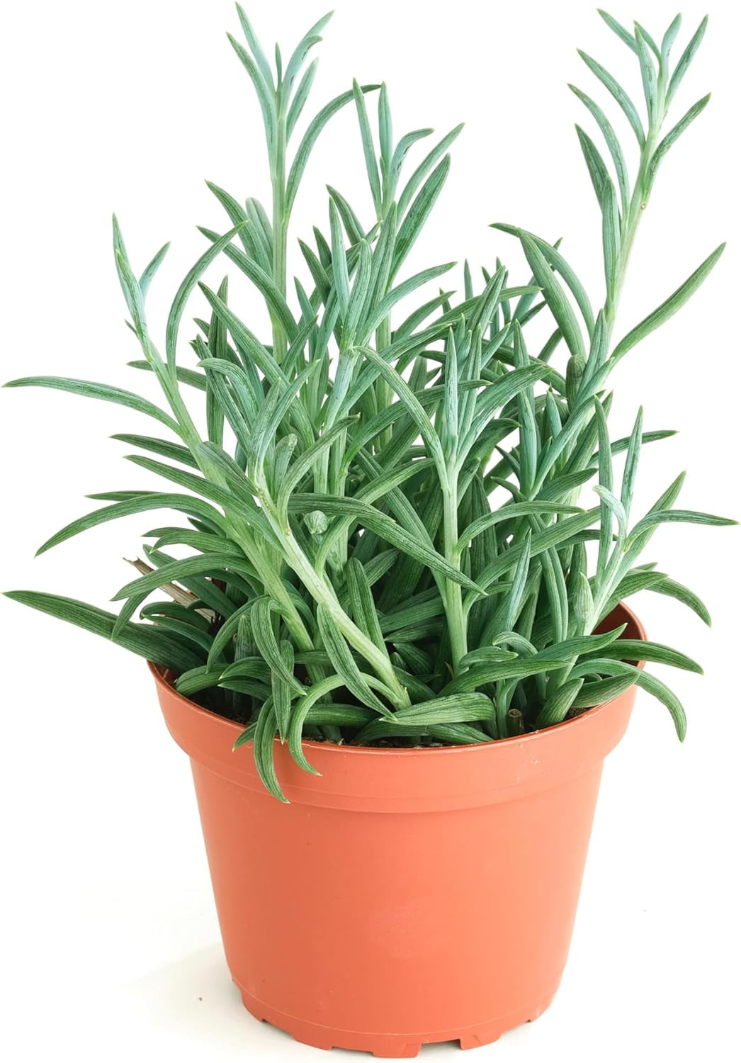 String of Fishhooks Hanging Succulent, Senecio Radicans Glauca, Fully