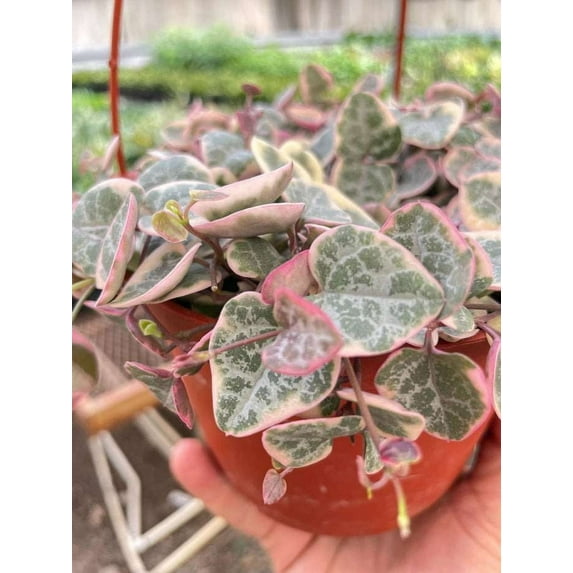 String of Hearts Variegated Live Plant for Indoor | Different Houseplants in 3'' Pot | Real House Plant for Living Room, Office, Desk & Bathroom | Ceropegia woodii