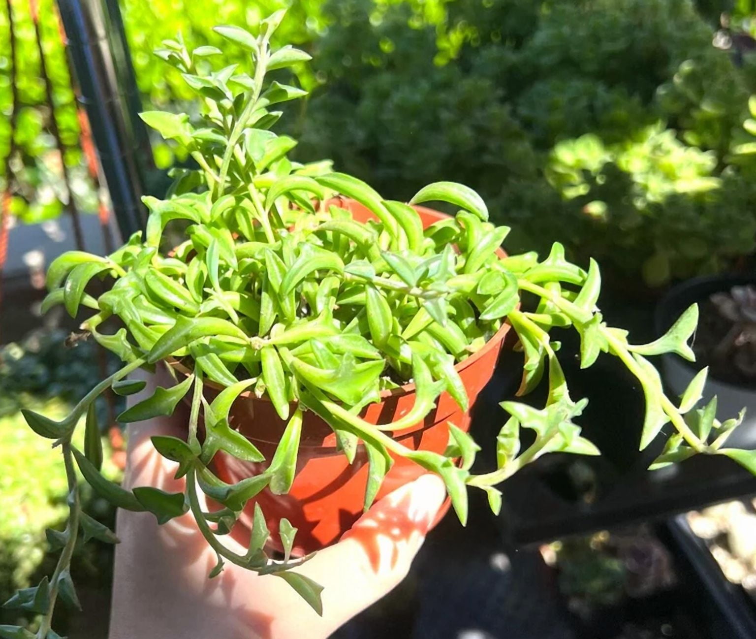 String Of Dolphins Plant Live for Planting - Dolphin Plant - Flying Dolphin Plant for Indoor Outdoor in 4 Inch Pot