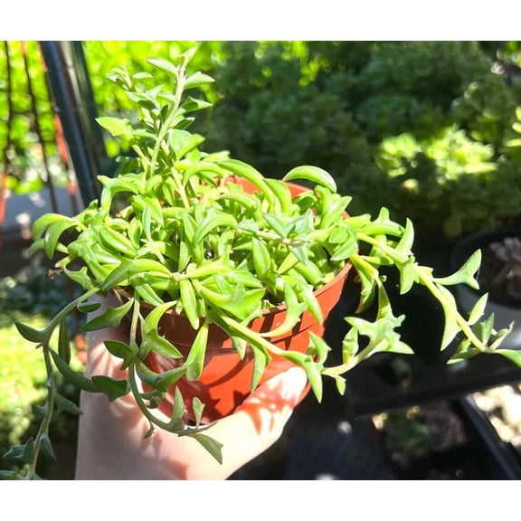 String Of Dolphins Plant Live for Planting - Dolphin Plant - Flying Dolphin Plant for Indoor Outdoor in 4 Inch Pot