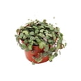 thumbnail image 1 of String Of Hearts-6'' From California Tropicals, 1 of 2