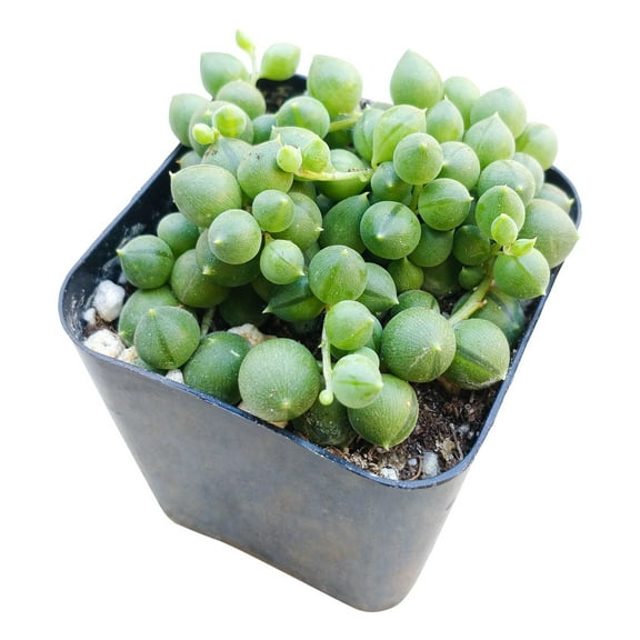 String Of Pearls Senecio Rowleyanus, Best Hanging or Trailing Succulent Plant - 2 inch