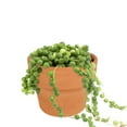 thumbnail image 1 of String Of Pearls Senecio Rowleyanus, Best Hanging or Trailing Succulent Plant - 4 inch with Clay Pot, 1 of 5