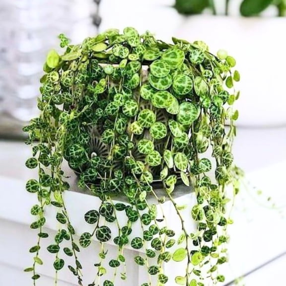String Of Turtles Live Plant, Rare Succulent Houseplant Indoor Home Decoration