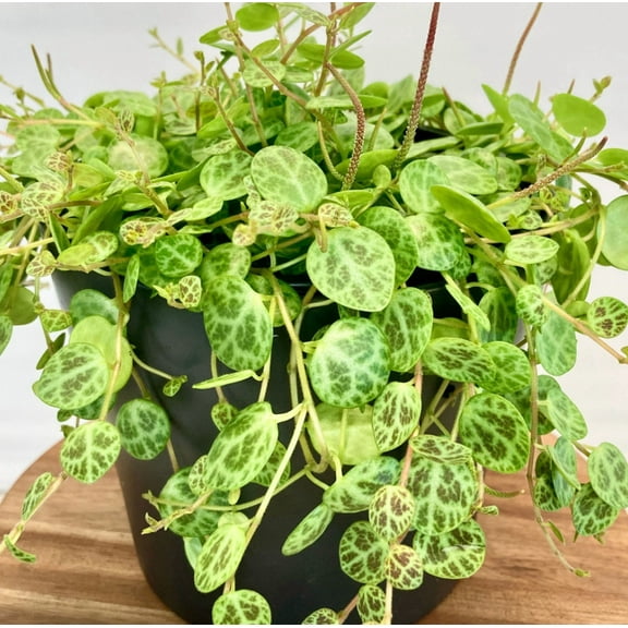 String of Turtles Live Plant for Planting in 2 Inch Pot, Live String of Turtles Plant, Succulents Plant Live String of Turtles, Vine Plant for Houseplant