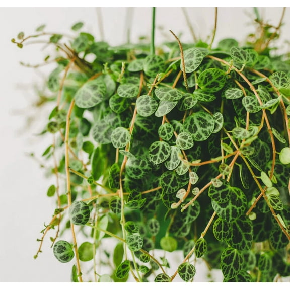 String of Turtles Live Plant for Planting in 2 Inch Pot, Live String of Turtles Plant, Succulents Plant Live String of Turtles, Vine Plant for Houseplant