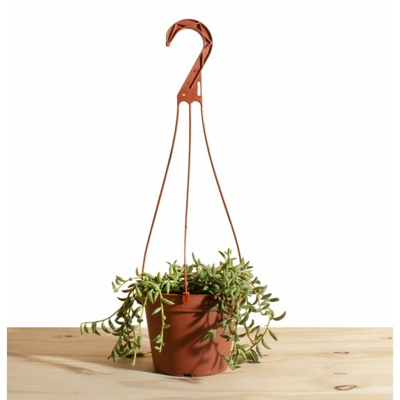 String of Bananas Hanging Succulent in 6" Grower Pot
