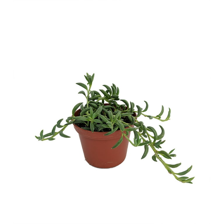 String of Bananas Succulent - Senecio radicans - 2.5 String of Bananas Succulent - Senecio radicans - 2.5