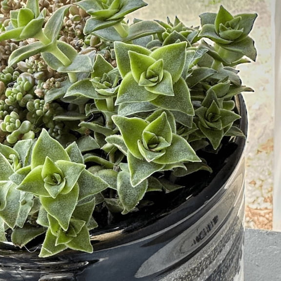 String of Buttons, Trailing Succulent, Live Plant in 4'' pot