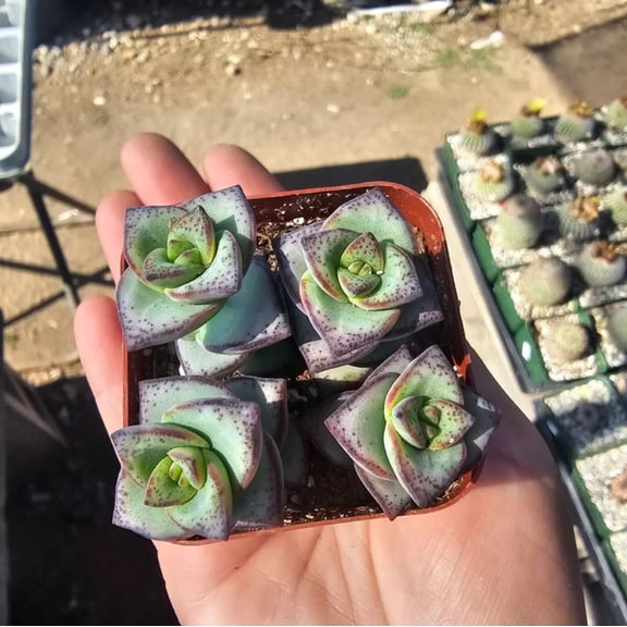 String of Buttons in 2in Pot, Enchanting Succulent for Home Garnish