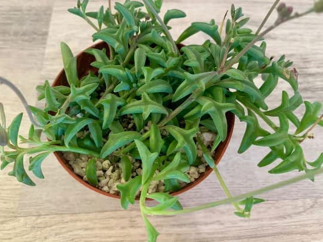 String of Dolphins 4" Succulent Live Plants, Succulents Plants Live, Succulent Plants Fully Rooted, House Plant by The Succulent Cult