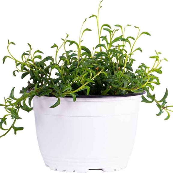 String of Dolphins Indoor Succulent Plant Live 4 Inch Plastic Pot
