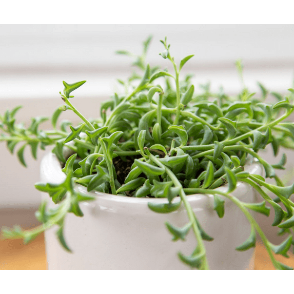 String of Dolphins Senecio Peregrinus Succulent Live Plant 2 Inch for Indoor Outdoor Home Office Garden Decor