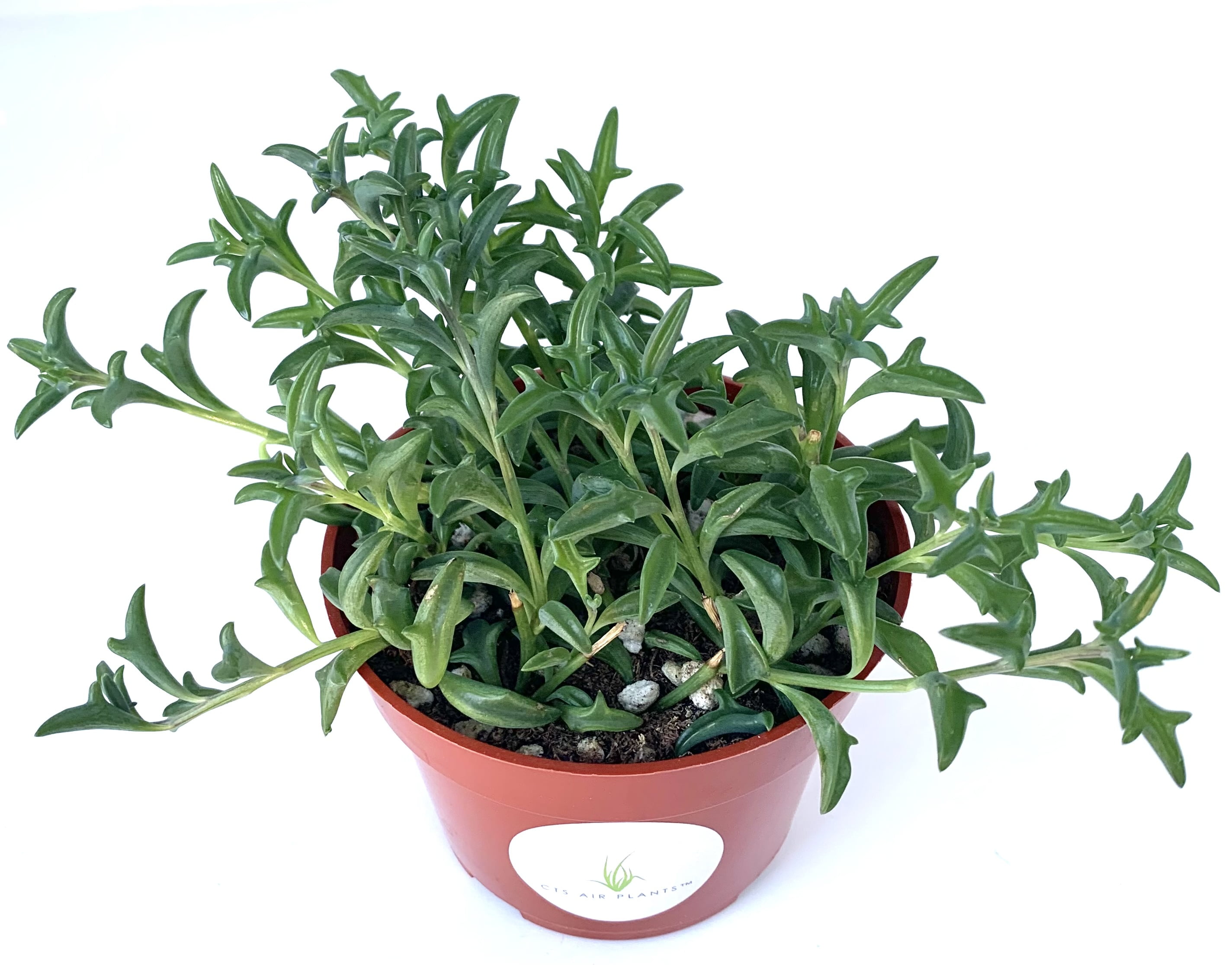 seeds of medicinal plants Organo Republic - 15 Medicinal & Tea Herb Seeds Varieties main image 0