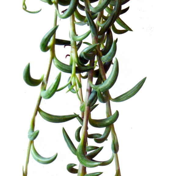 String of Fishhooks Succulent - Senecio radicans - 2.5" Pot - Grown by Hirt's Gardens