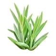 thumbnail image 1 of String of Fishhooks Trailing Succulent - 4 inch + Plastic Pot, 1 of 4