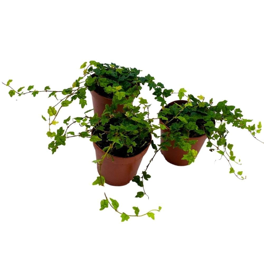 String of Frogs 2 inch Set of 3 Ficus Quercifolia Miniature Oakleaf Fig ...