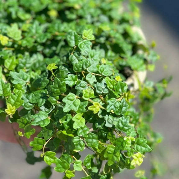 String of Frogs, Ficus Pumila Quercifolia, Rare Houseplant in 4" Pot