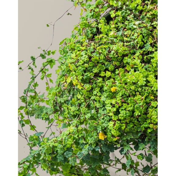 String of Frogs Houseplants Ficus Pumila Quercifolia in 4 Inch Pot Oak Leaf Creeping Fig