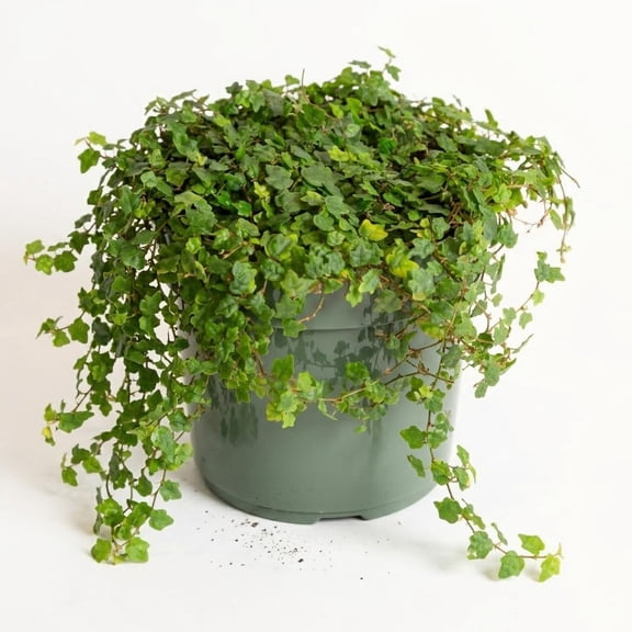 String of Frogs Live Plant, Compact Trailing Vine in 4 In Nursery Pot, Bright Indirect Light